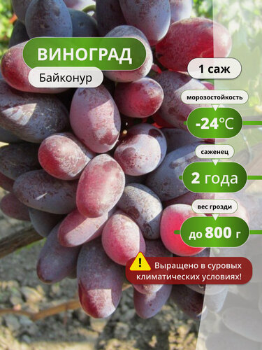 Изображение товара Виноград "Байконур", многолетнее, ранний срок созревания, 1 шт