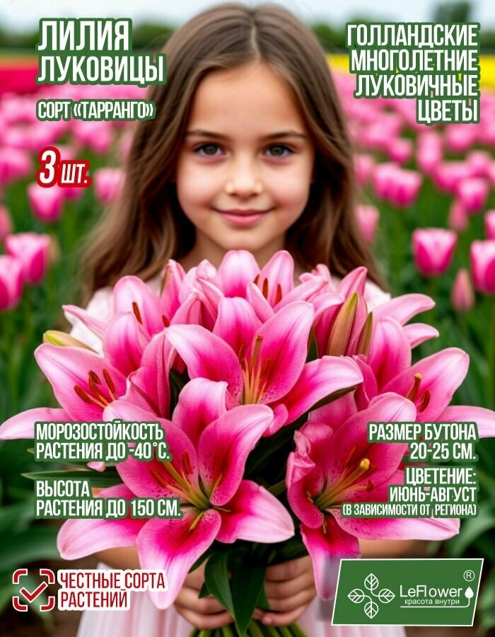 Лилия Луковица Тарранго разбор 18/20 3 шт