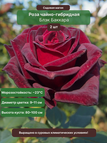 Изображение товара Роза Блэк Баккара, 2 саж , 50см, многолетняя, темно-бордовые цветы
