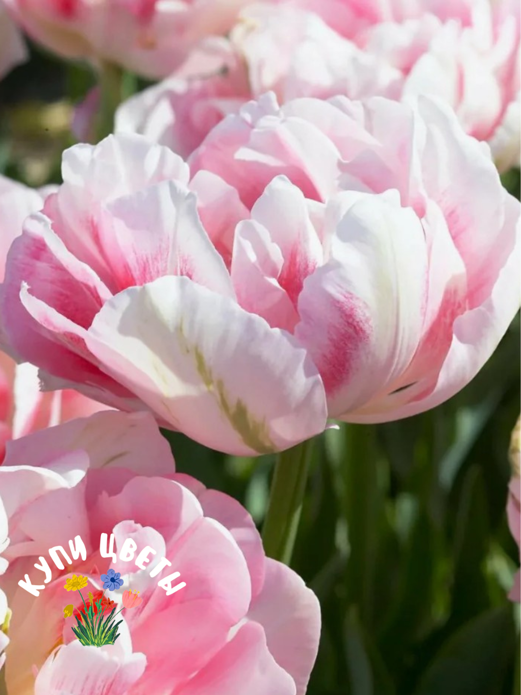 Луковицы цветов купи цветы Тюльпан Finola(10 луковиц) розовый