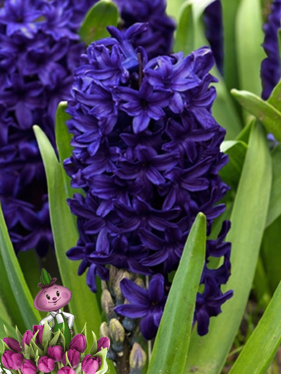 Луковицы цветов сhipollino flowers Гиацинт PETER STUYVESANT (2 ЛУКОВИЦЫ)