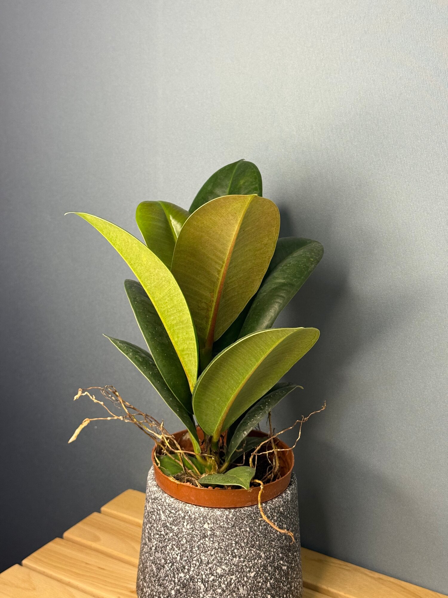 Фикус каучуконосный (Ficus elastica) — классика с глянцевыми листьями