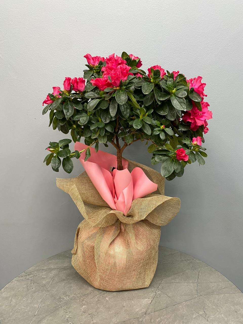 Азалия на штамбе в подарочной упаковке от бренда Margo Plants