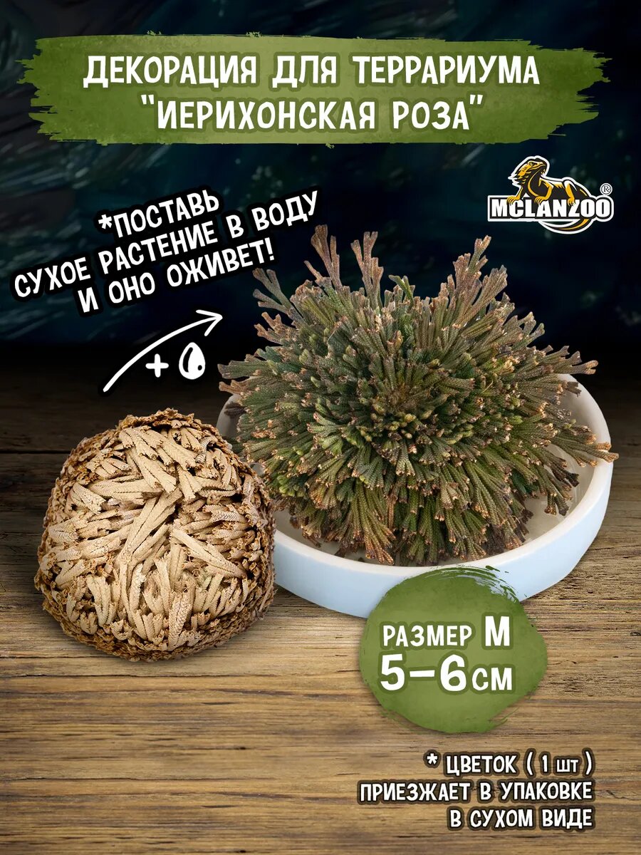 Декорация для террариума Иерихонская роза 5-6см