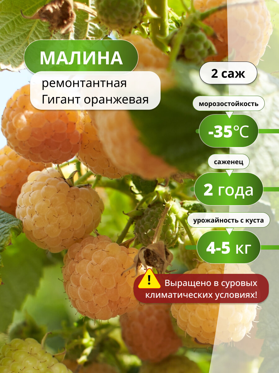 Малина ремонтантная Гигант оранжевая / 2 шт, морозостойкий сорт
