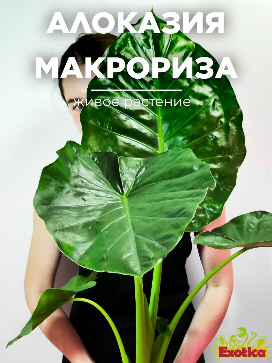 Алоказия Макрориза (Alocasia Macrorrhiza) D17см комнатный цветок