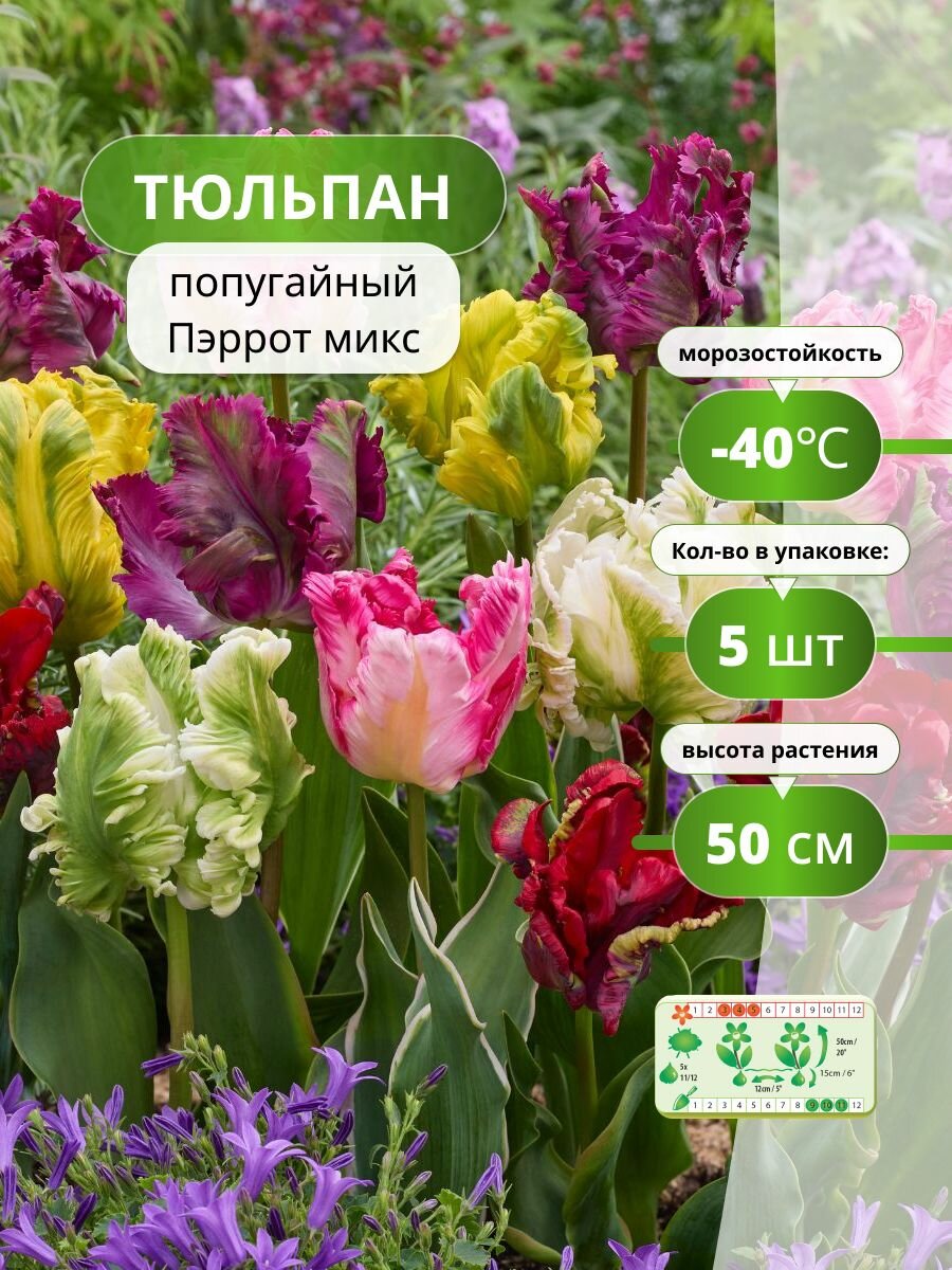 Тюльпаны Holland Bulb Market 