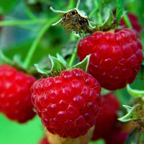 Изображение товара Малина крупноплодная Метеор, 2 шт, морозостойкий сорт, до 5 кг с куста