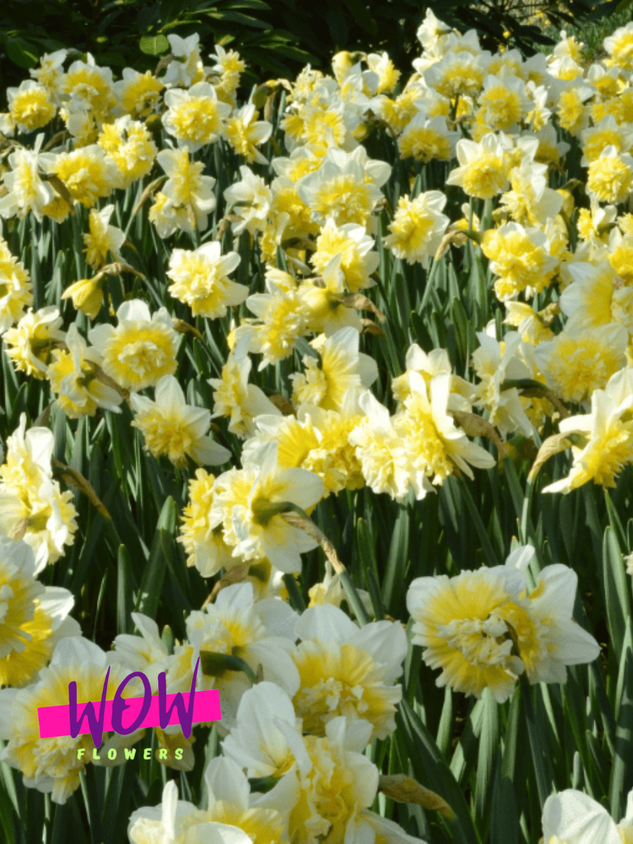 Луковицы цветов  WOW FLOWERS  Нарцисс Айс Кинг  махровый  бело-желтый ( 5 штук )