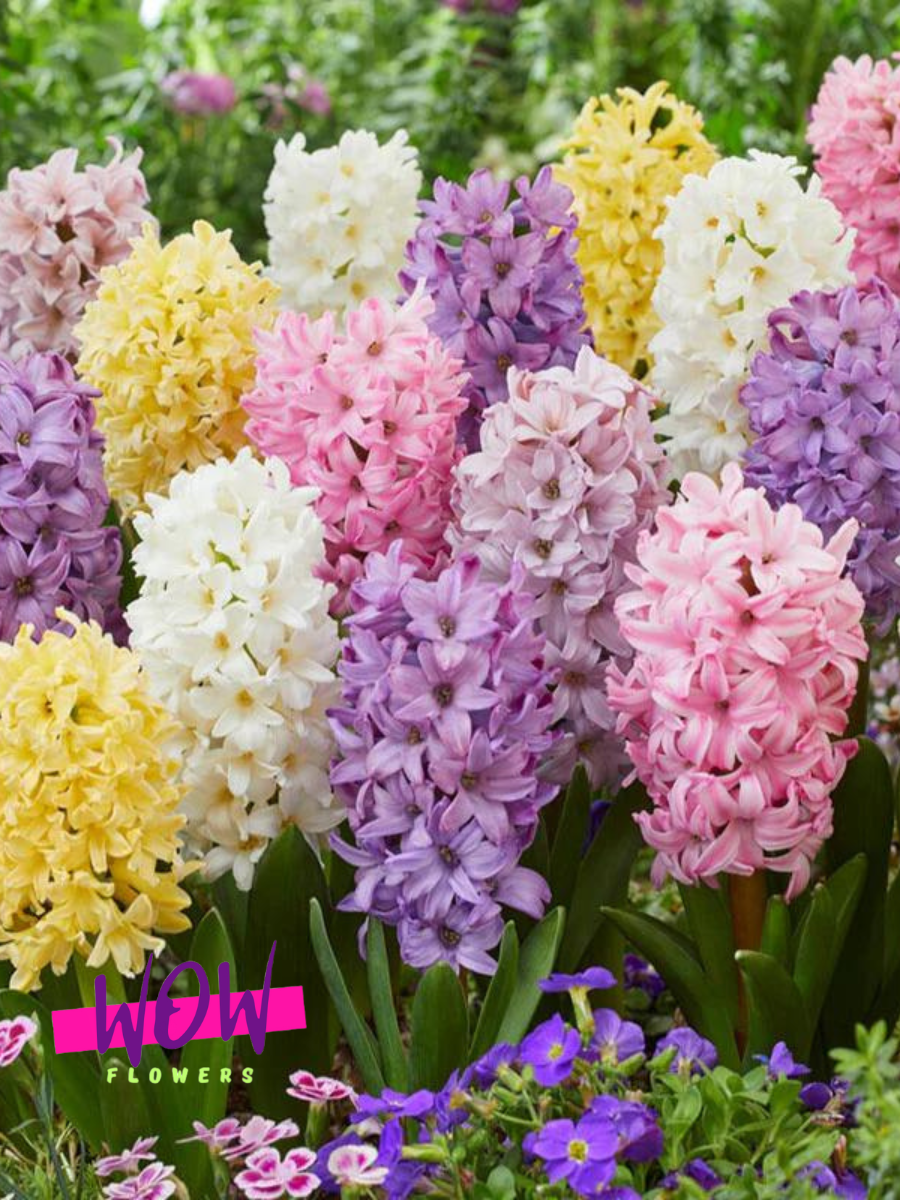 Луковицы цветов WOW FLOWERS  Гиацинты Пастель Микс ( 10 штук )