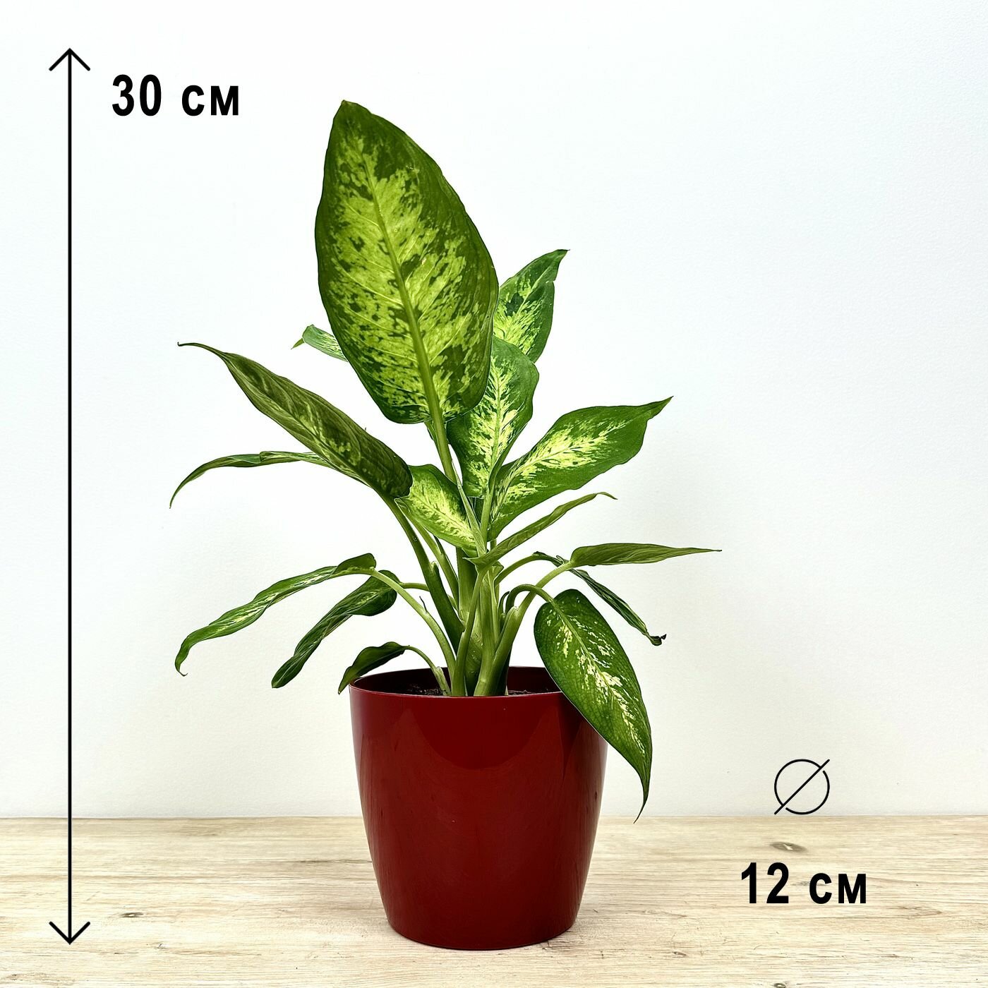 Диффенбахия в пластиковом красном кашпо высота композиции 30-35см