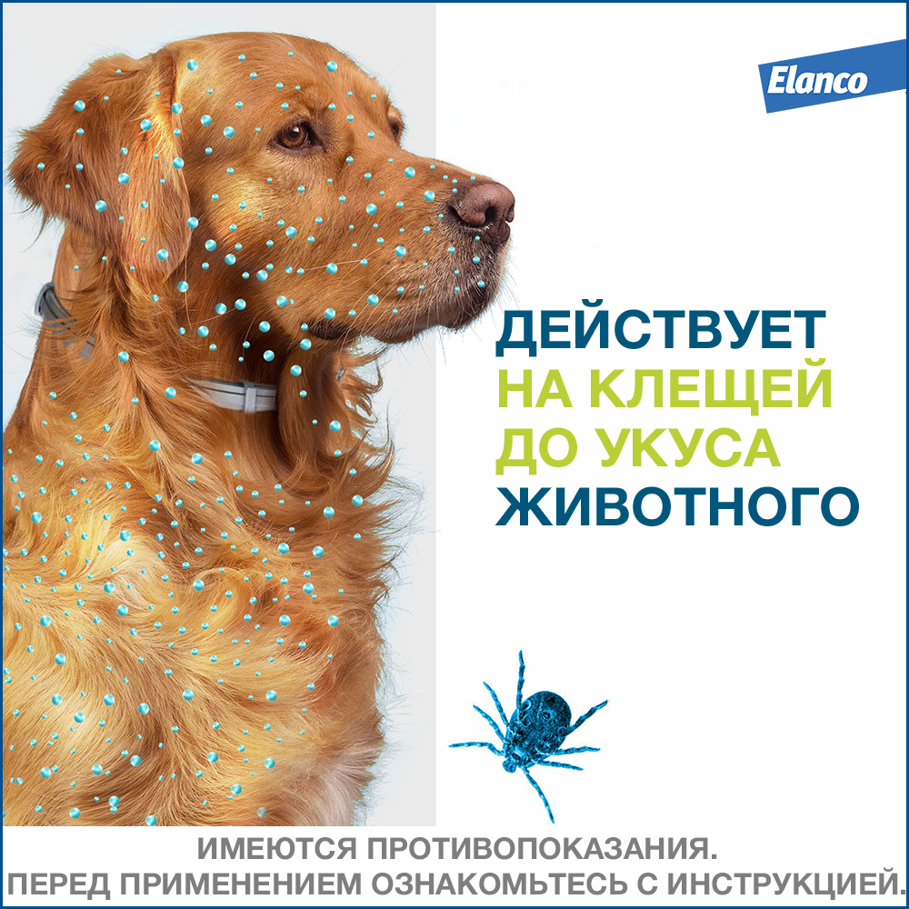 Ошейник Форесто (Elanco) от клещей и блох для собак до 8кг — фото 1