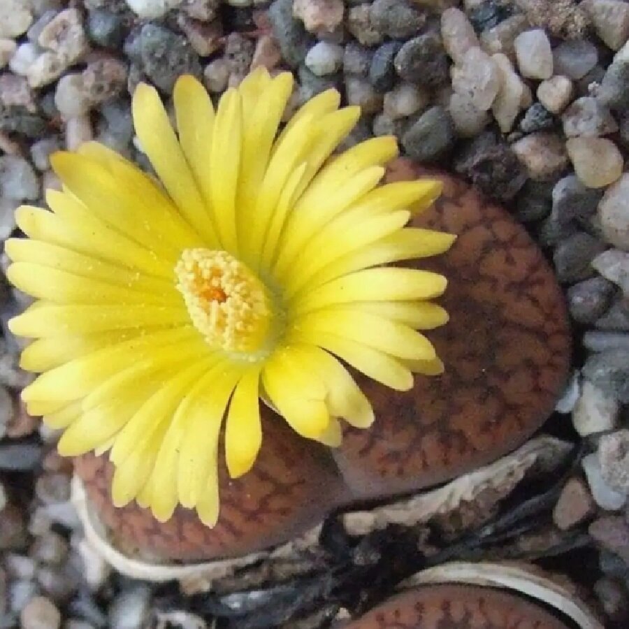 Семена Deodar SEEDS COMPANY Lithops Aucampiae mix 10 шт.