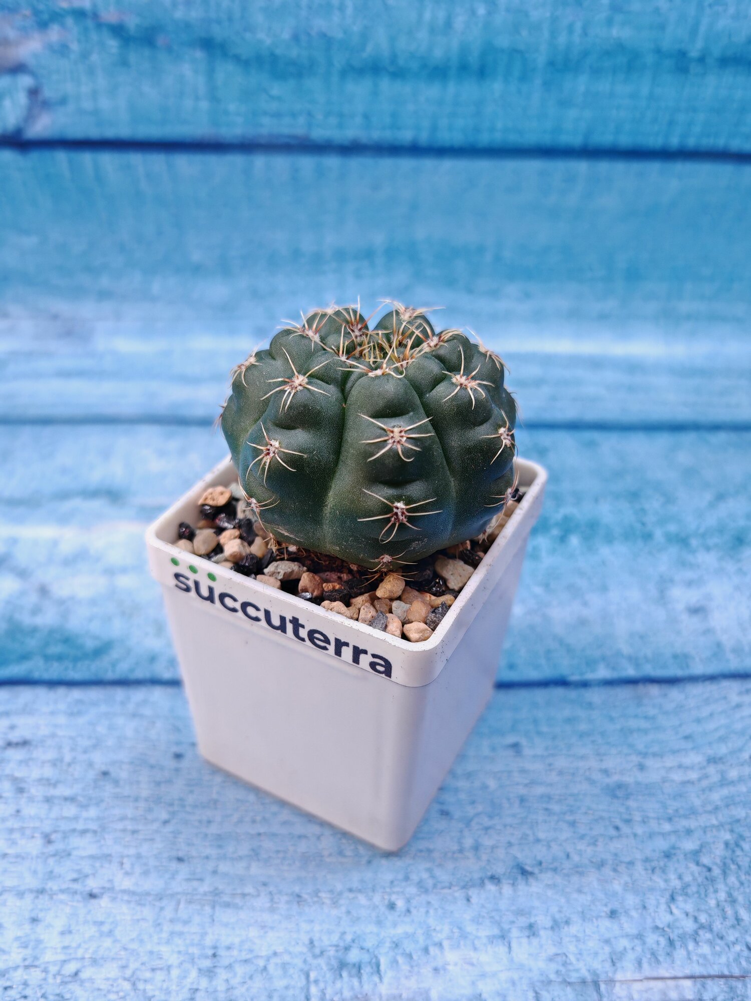 Gymnocalycium Baldianum (Гимнокалициум) Диаметр горшка 5.5 см. Субстрат Succuterra Classic и фирменный горшочек в комплекте.