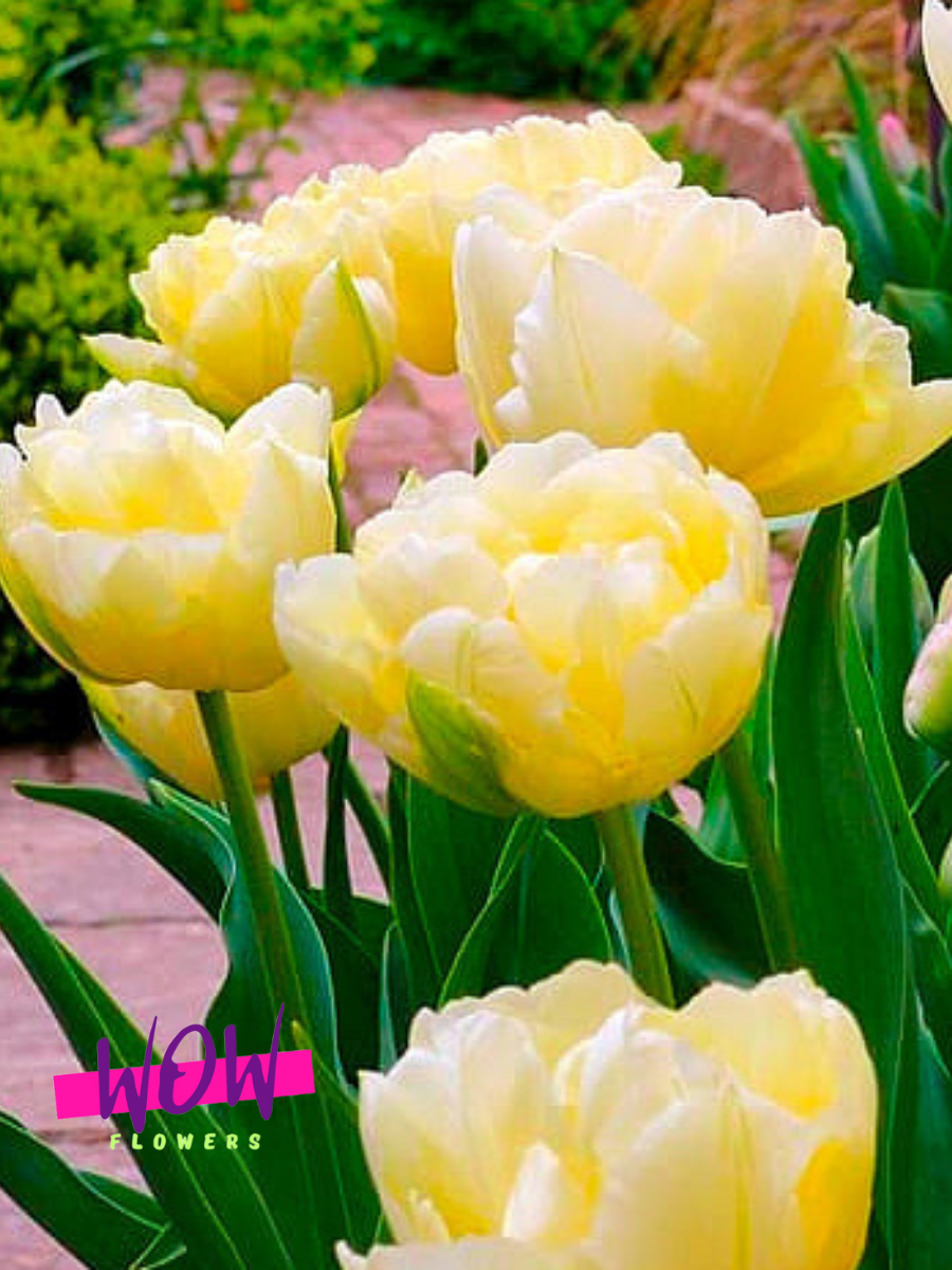 Луковицы цветов , WOW FLOWERS , Тюльпан Верона , махровый , желтый, ( 3 штуки )