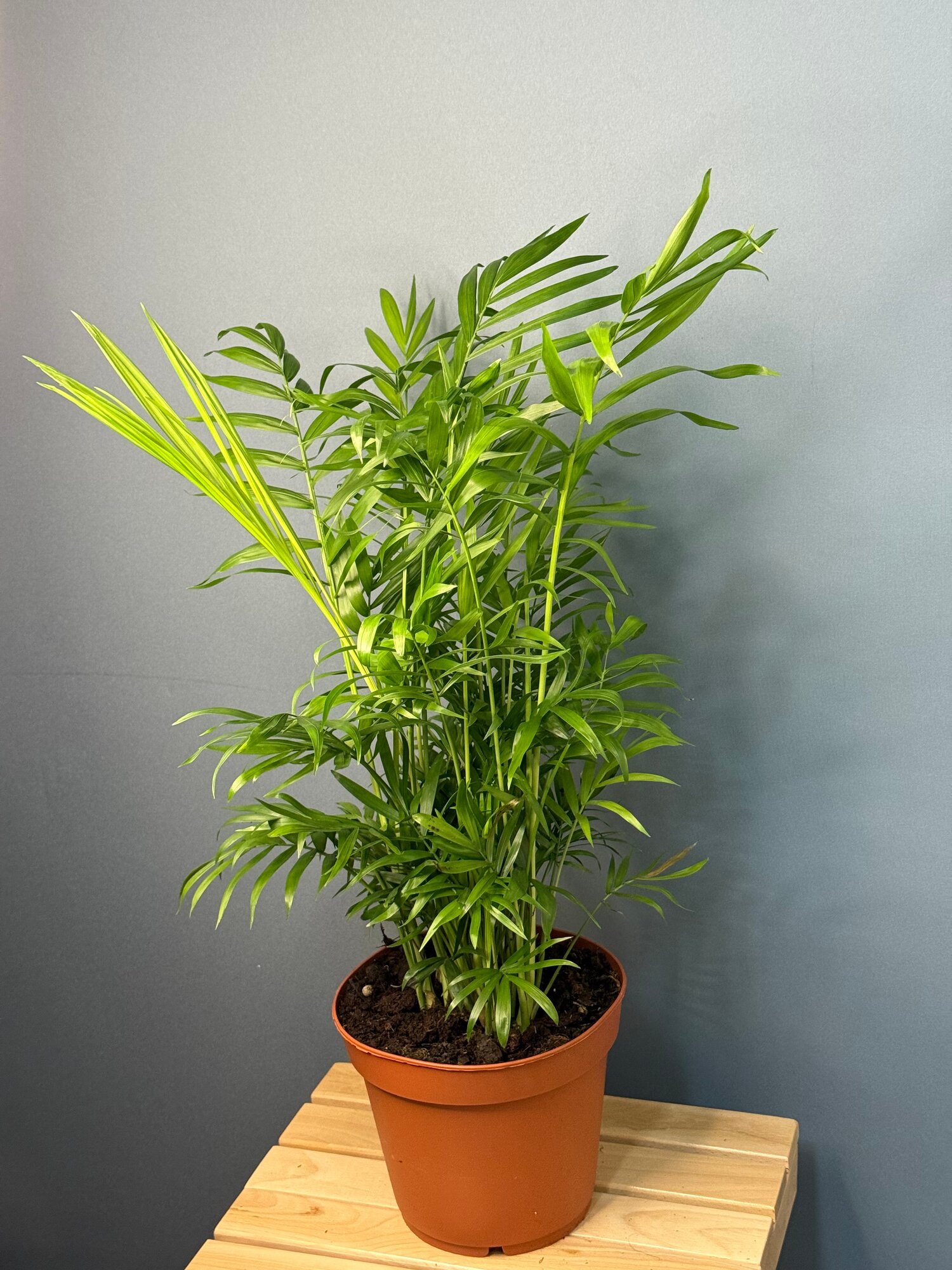 Хамедорея изящная (Chamaedorea elegans) — тропическая пальма для уюта и свежести в доме