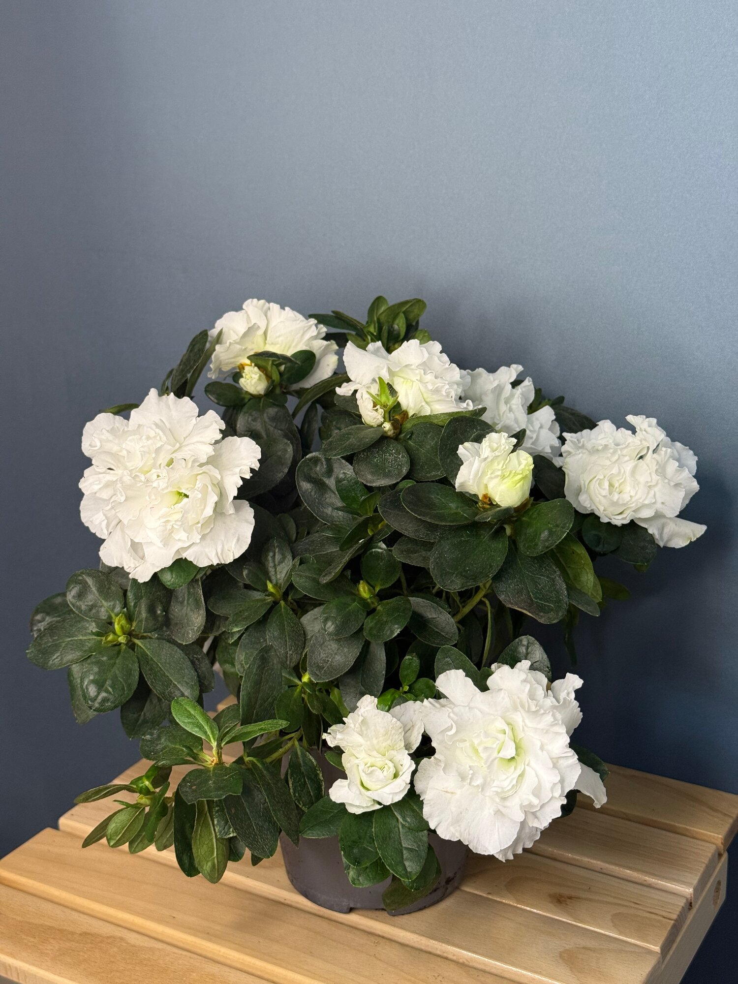 Азалия индийская нежно-розовая (Azalea indica ‘White’) — роскошное цветение и нежная аура чистоты в вашем доме. Фото может отличаться от оригинала