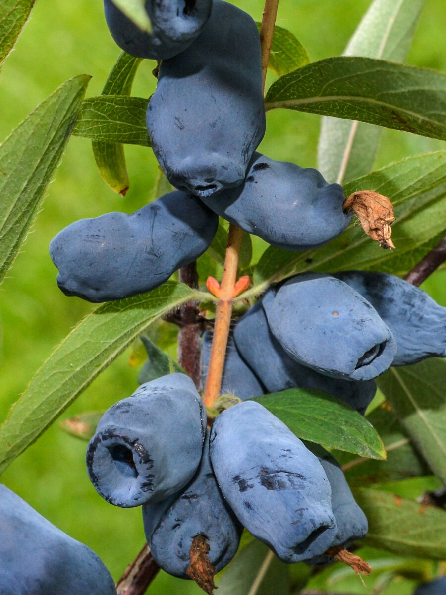 Жимолость съедобная Синеглазка многолетняя ЗКС 1.5 года 35-50 см