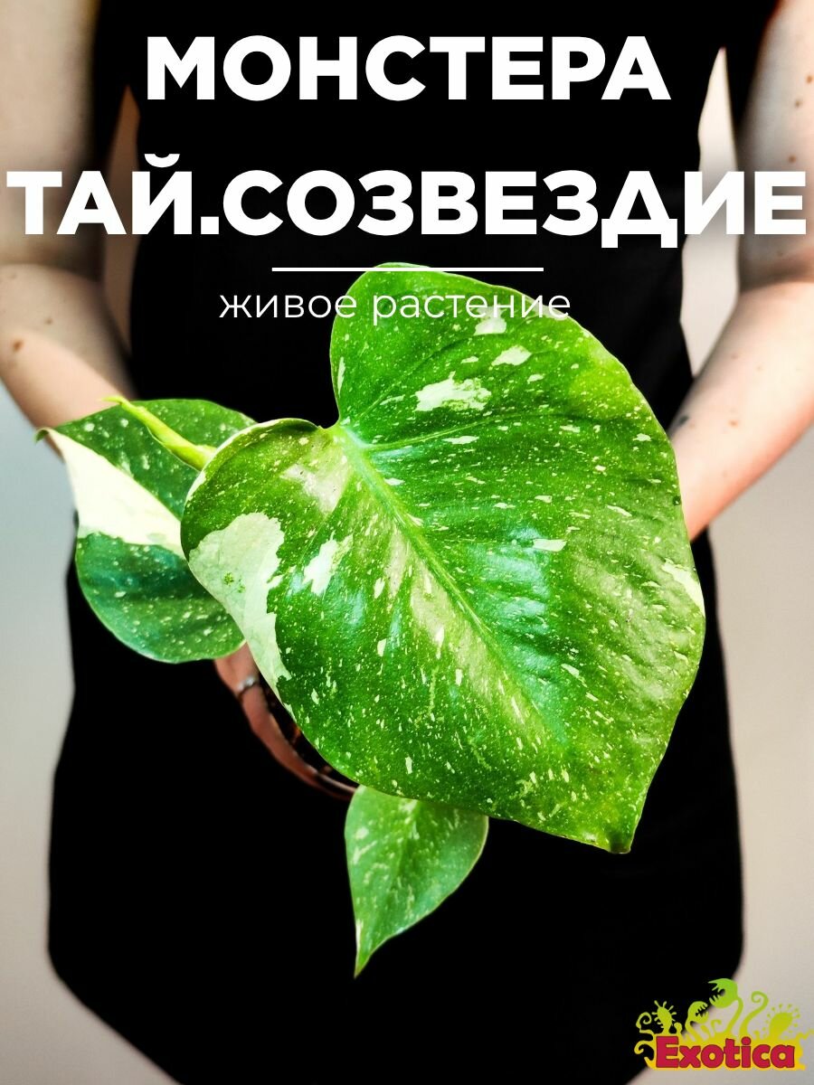 Монстера Деликатесная Тайское Созвездие (Monstera Thai Constellation) D12см растение в горшке