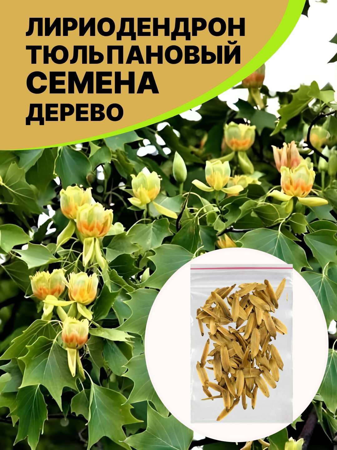 Семена Лириодендрон Тюльпановое дерево, Тюльпаны, растущие на дереве
