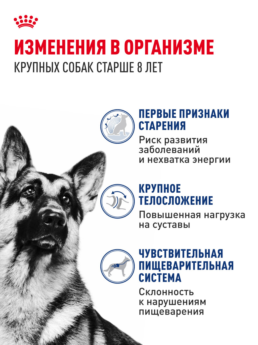 Сухой корм для собак пожилых Royal Canin Maxi Ageing 8+ для крупных пород, 15 кг — фото 1