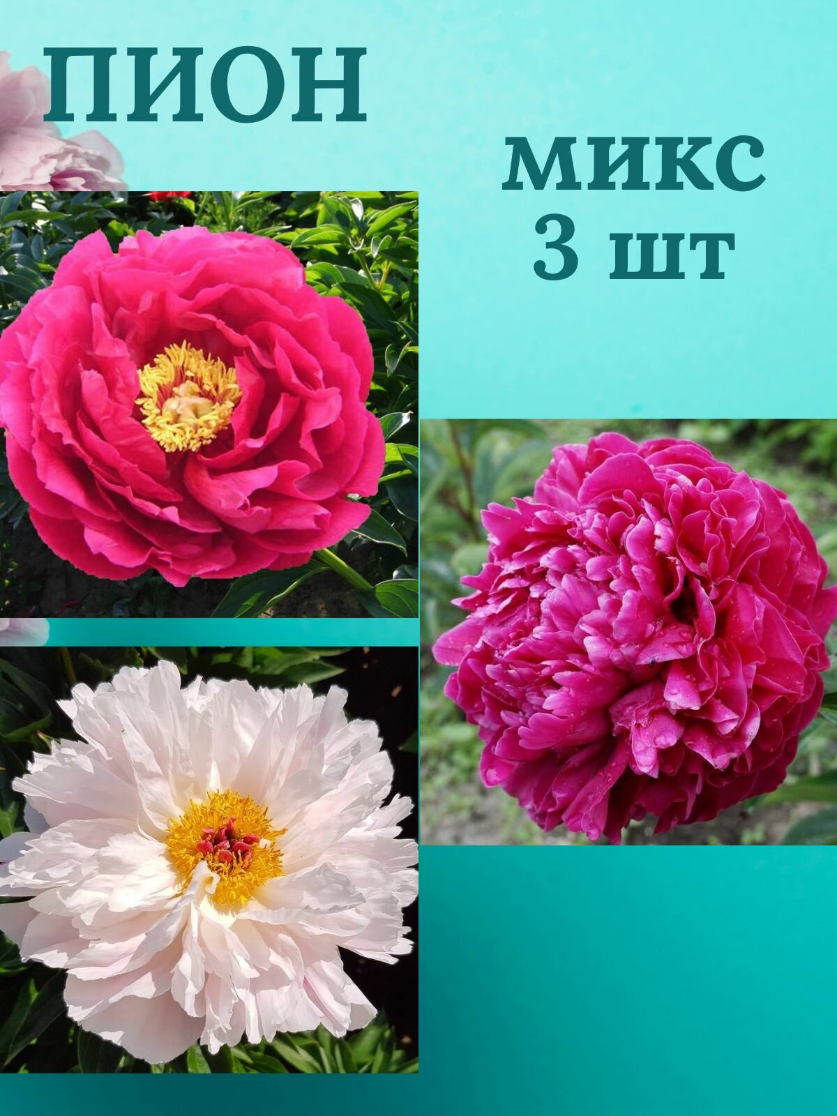 Пион многолетние цветы Микс из 3 штук