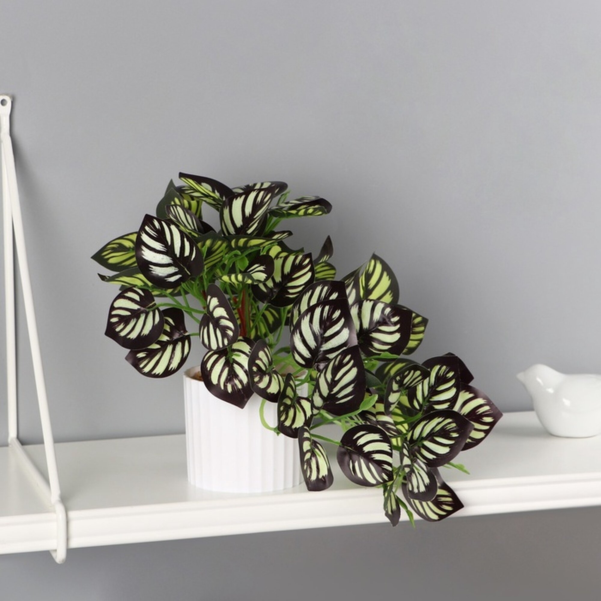 Бонсай Сима ленд  Калатея Элегант   в горшке  зеленый  9x19 см