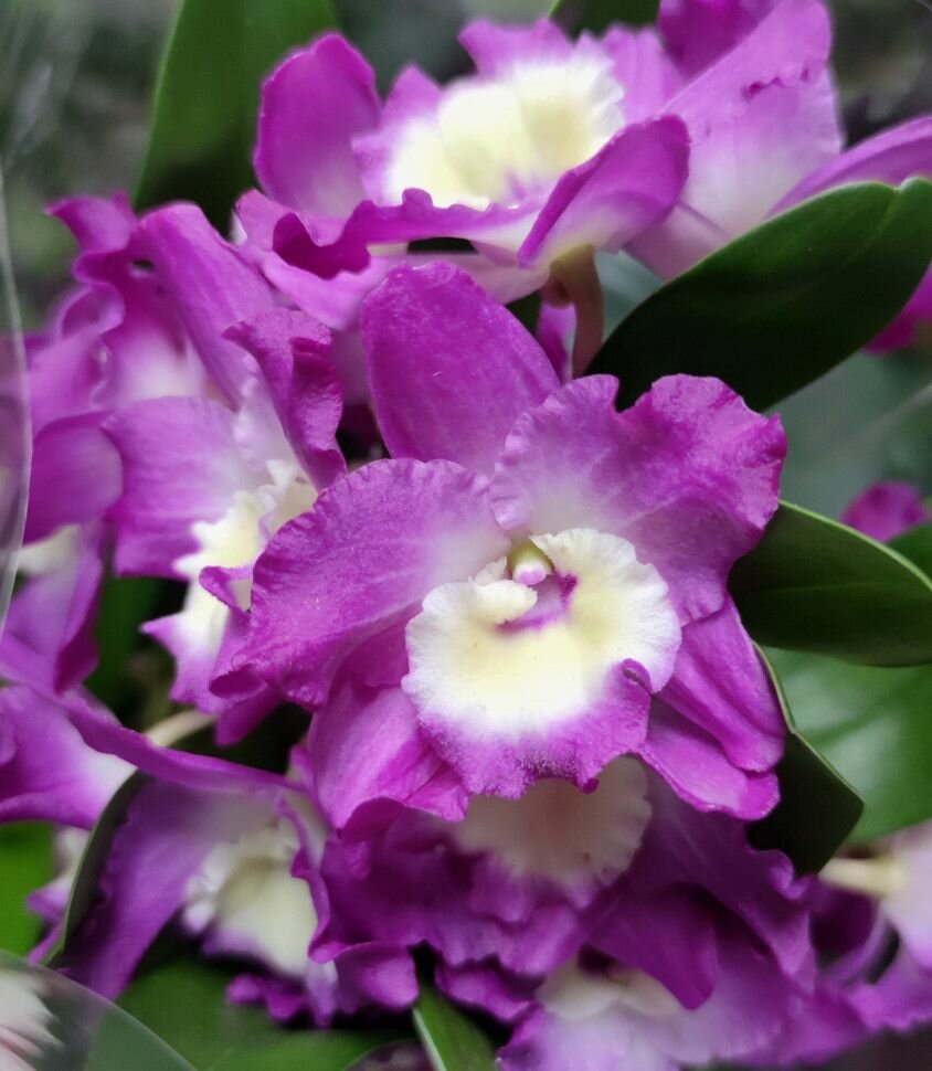 Орхидея Dendrobium nobile (отцвёл) d-11см