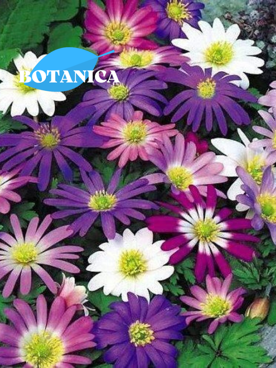 Луковицы цветов botanica garden анемоны бланда MIXED 20 штук