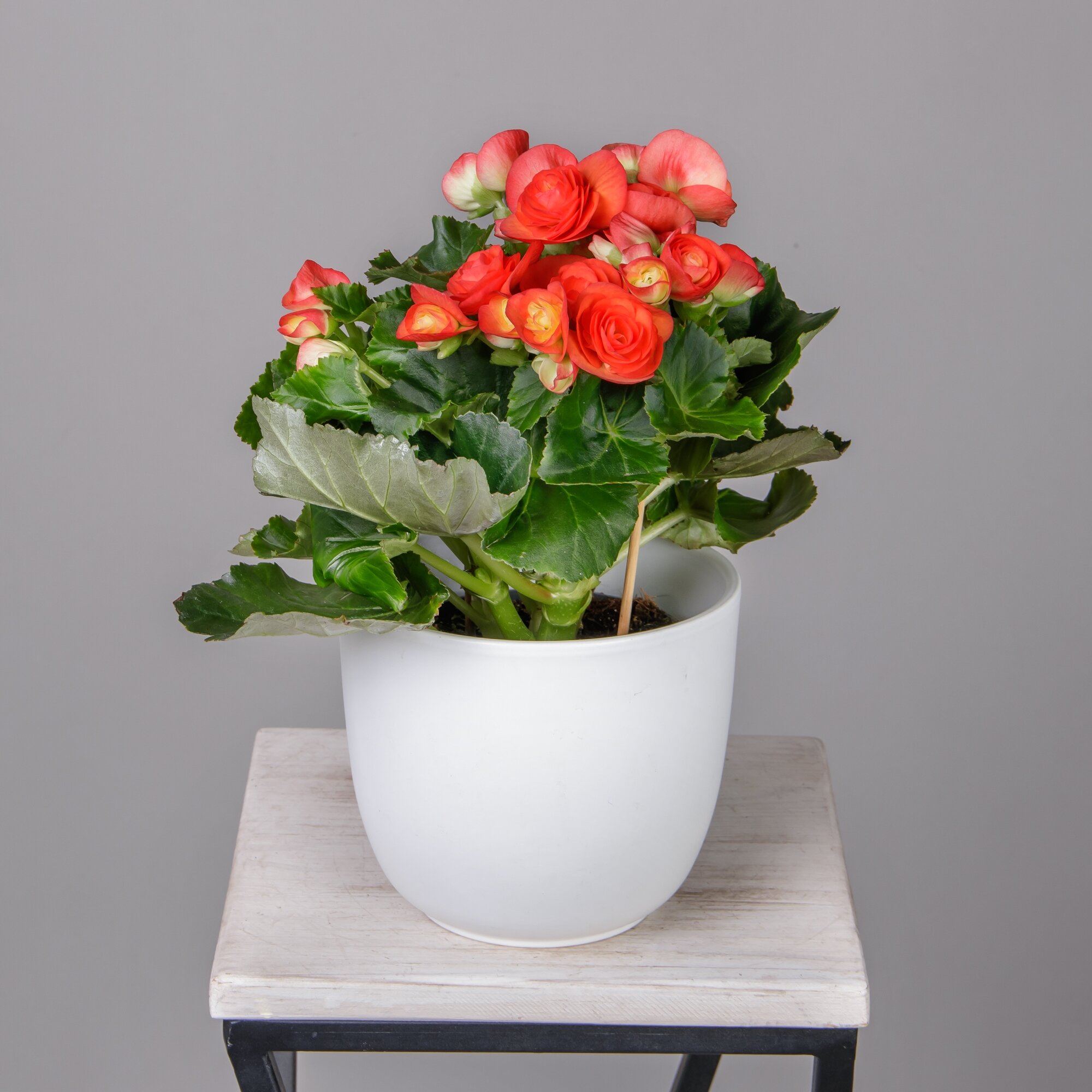 Бегония Элатиор Рейна (D-14)