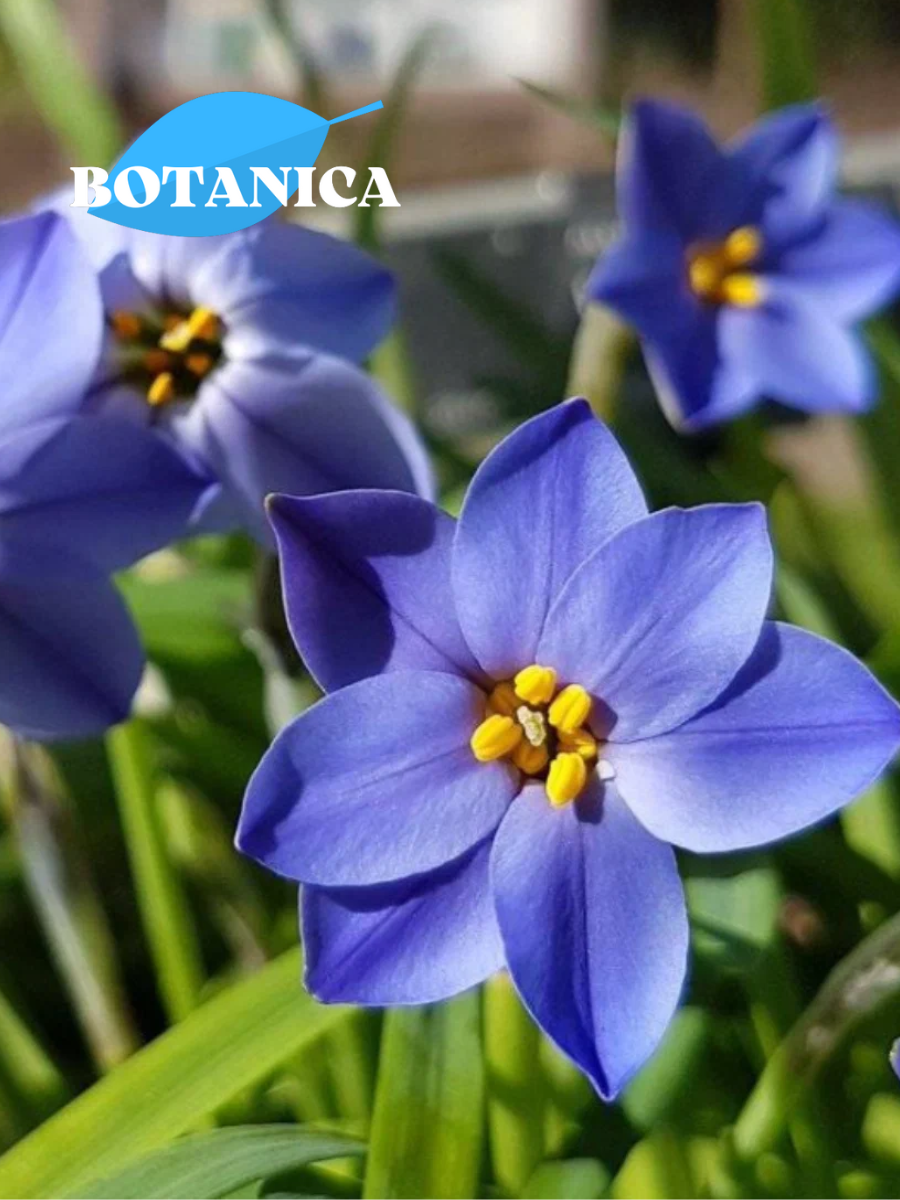 Луковицы цветов, botanica garden, Ифейон Джесси (10 штук) сине-голубой