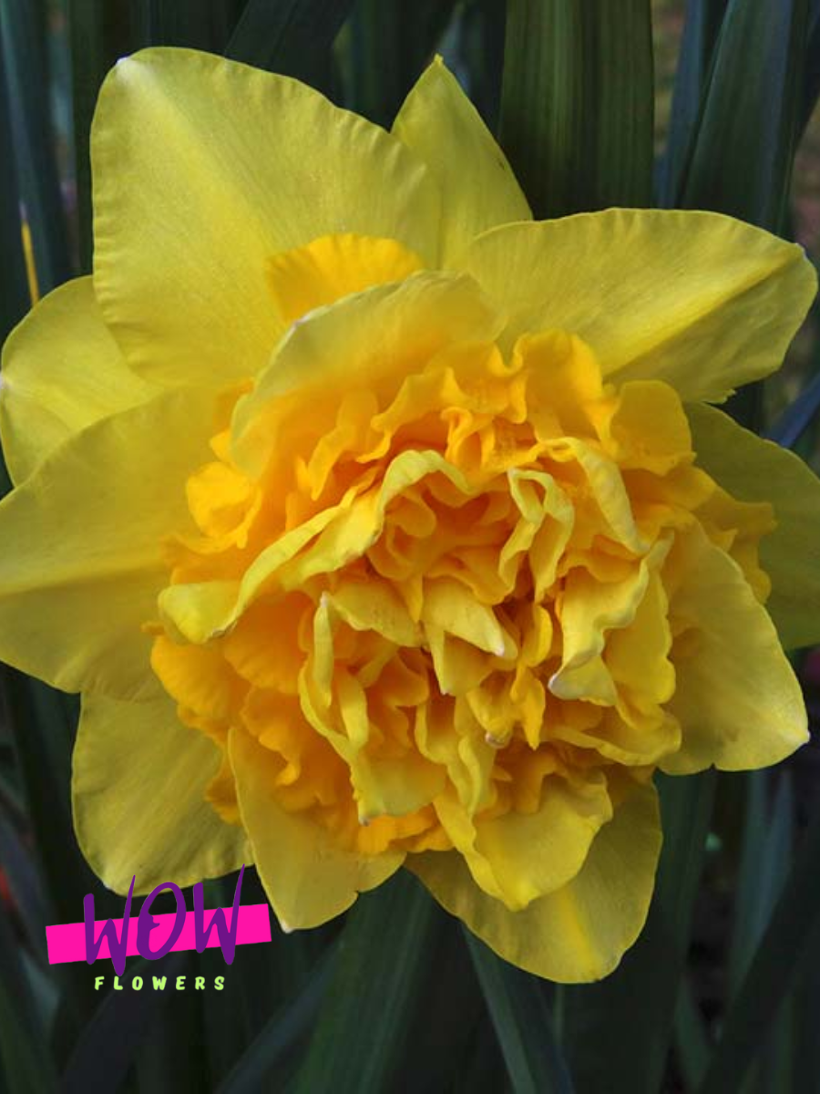 Луковицы цветов WOW FLOWERS  Нарцисс Дик Вилден  махровый желтый  ( 3 штуки )