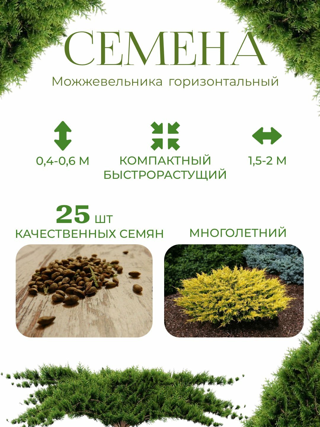 Семена туи западной Ауресценс (Thuja occidentalis Aurescens)
