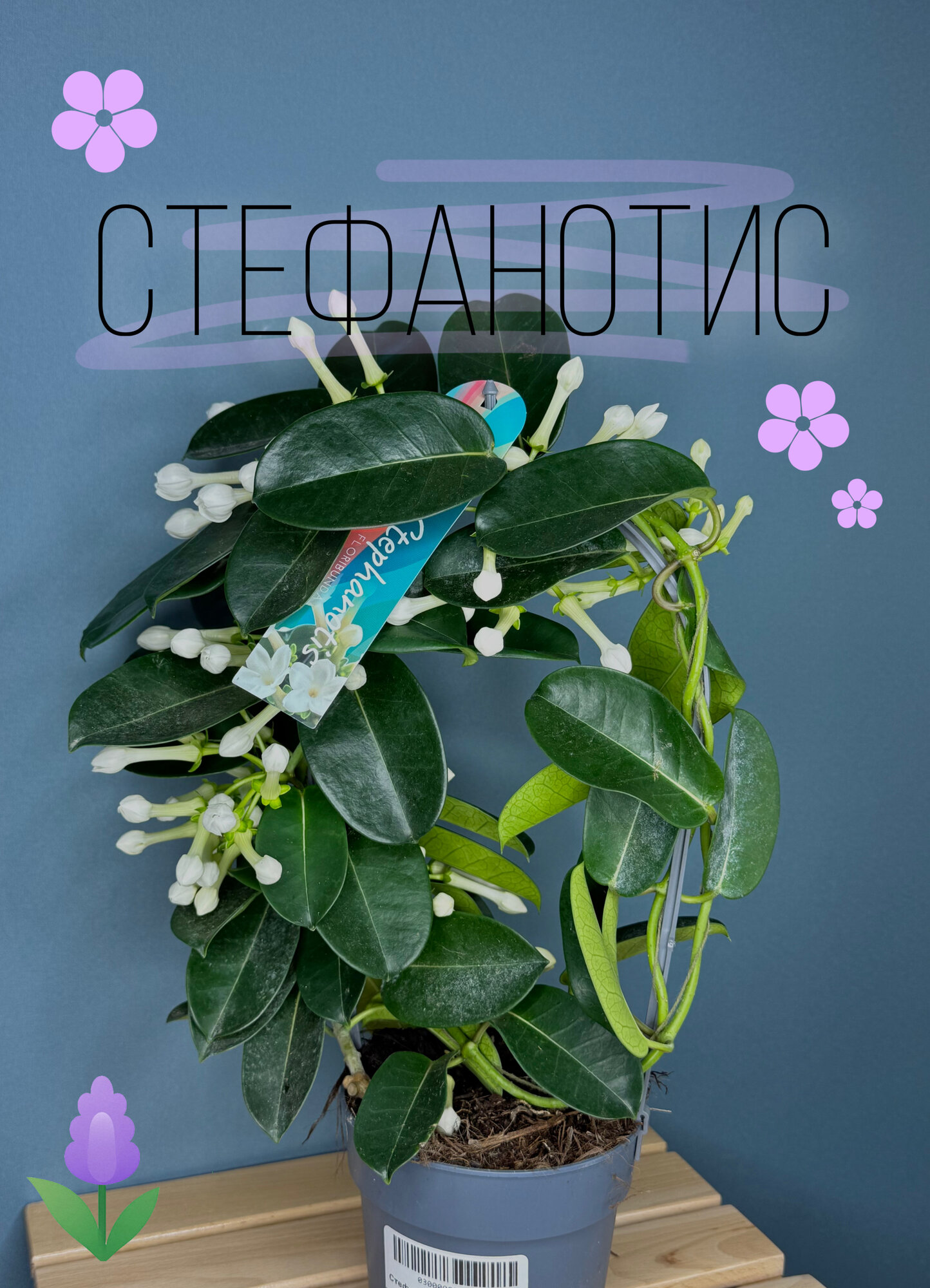 Стефанотис (Stephanotis floribunda) — вьющееся ароматное комнатное растение