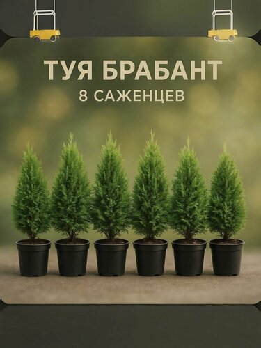 Изображение товара Саженец туи "Брабант", для живой изгороди, высота 35 см, 8 шт
