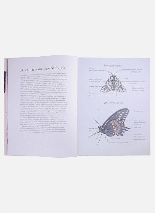 Загадочный мир бабочек — фото 1