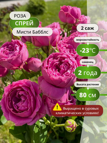Изображение товара Роза спрей "Мисти Баблс", многолетняя, высота 60 см, фиолетово-розовая, 2