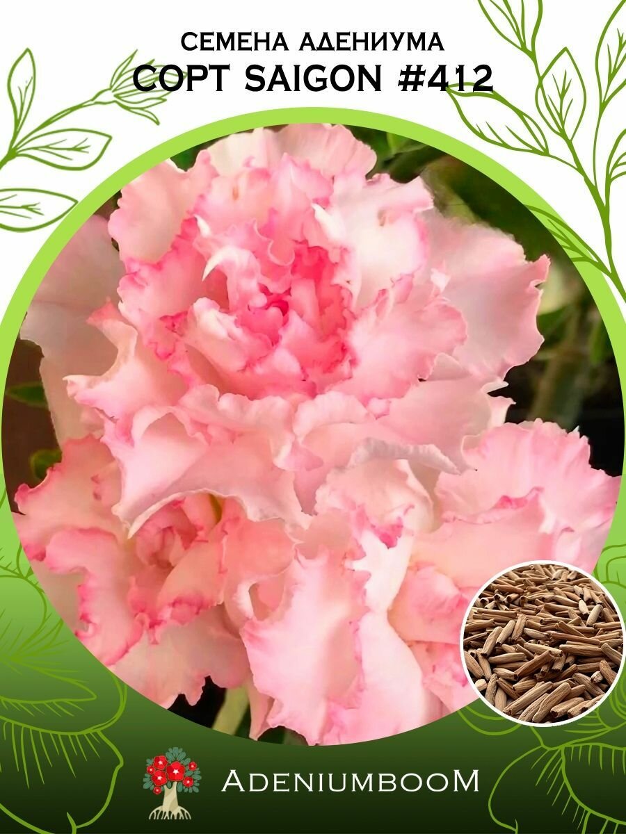 Семена Адениума Обесум от Saigon Adenium #412 (4шт.) /семена редких комнатных цветов суккулентов многолетних цветущих растений/AdeniumBoom