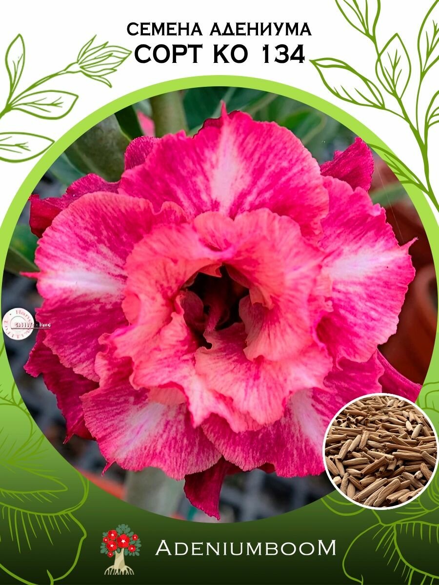 Семена Адениума Обесум сорт Ko 134 (4шт.) /семена редких комнатных цветов суккулентов многолетних цветущих растений/AdeniumBoom