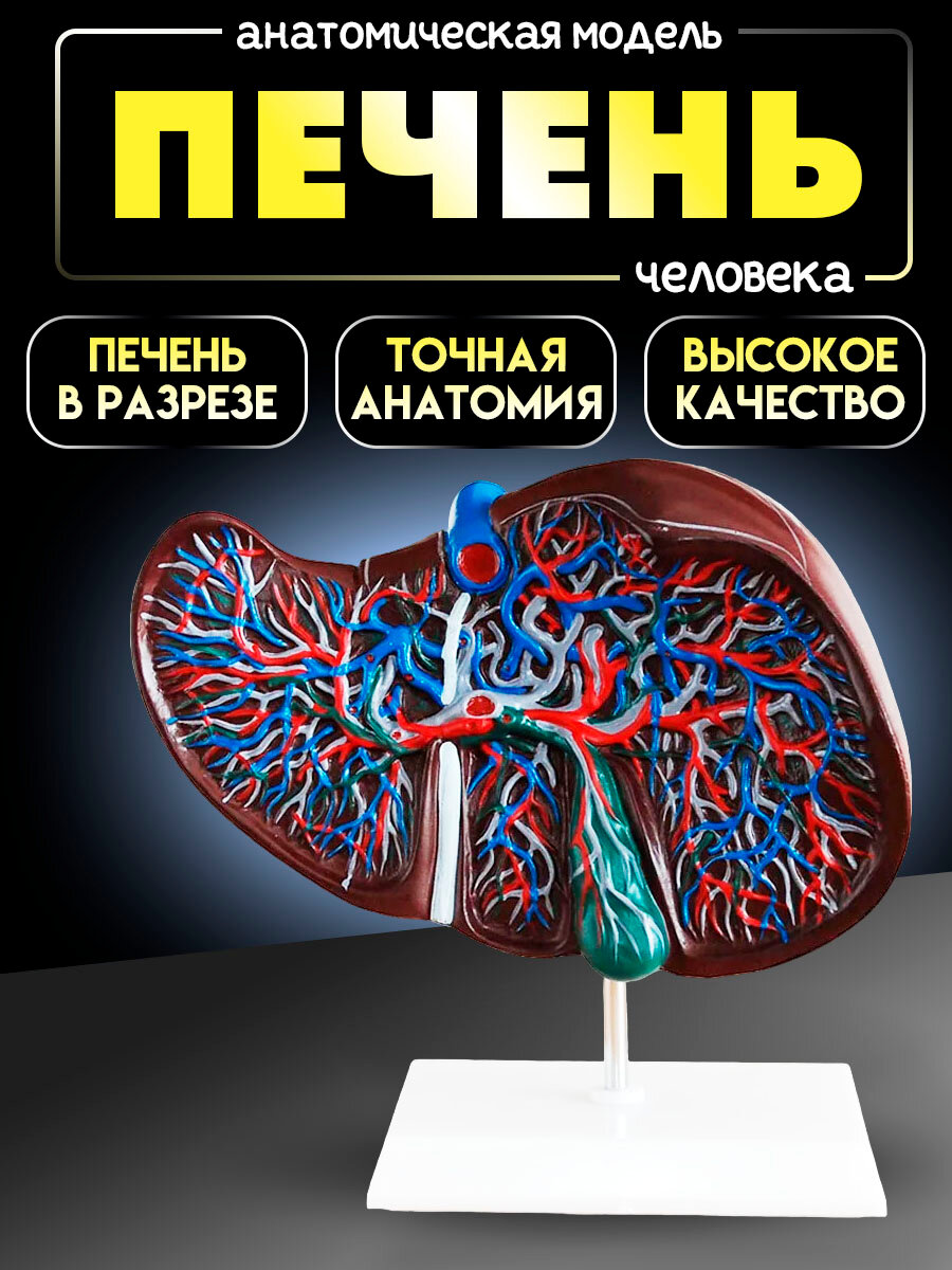 Анатомическая модель печени Retorsa, с подставкой, ПВХ, точная анатомия