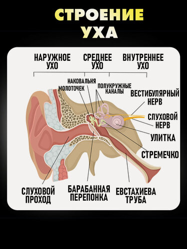 Изображение товара Анатомическая модель человеческого уха в натуральную величину, макет уха человека