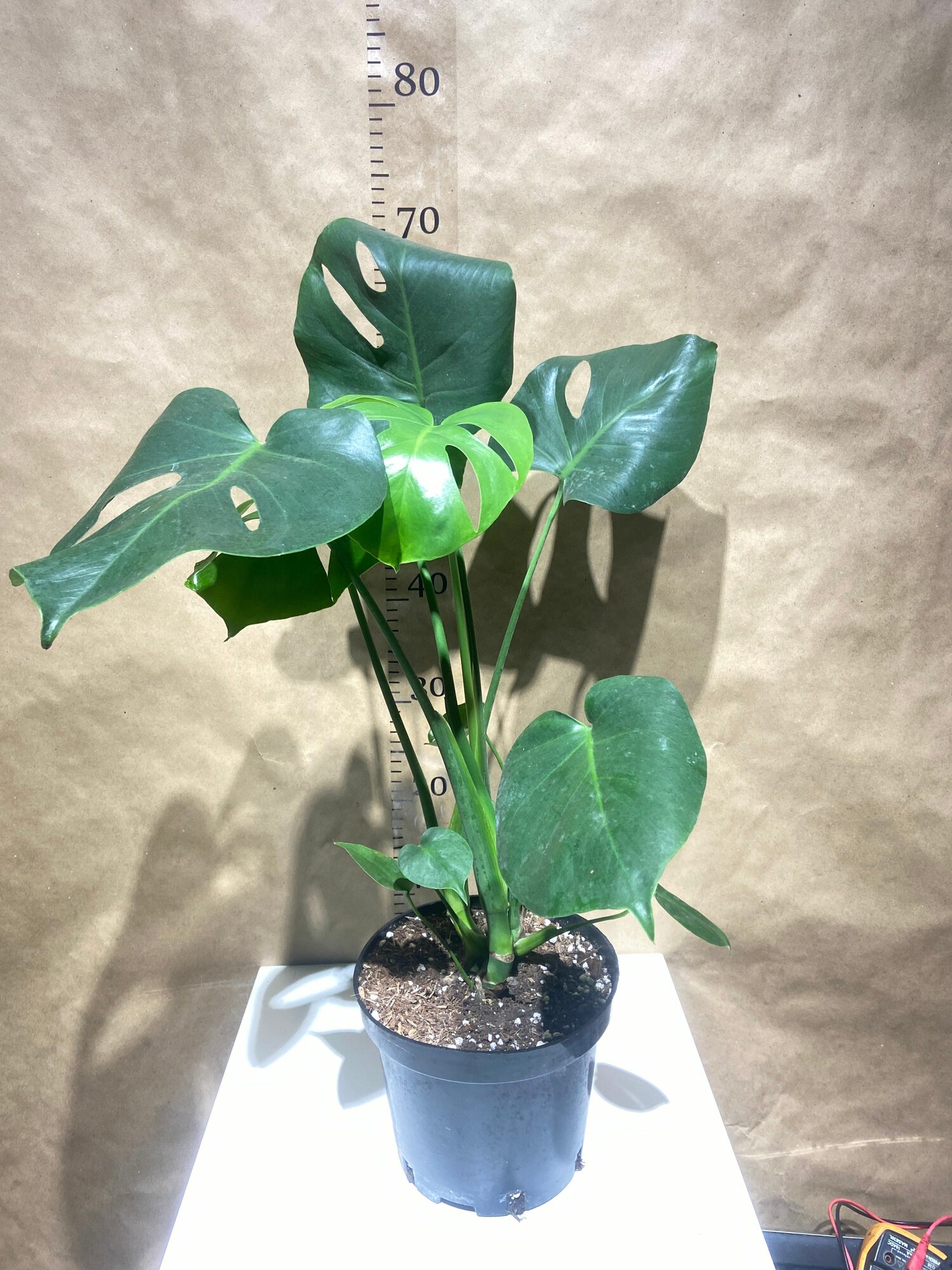 Монстера Deliciosa