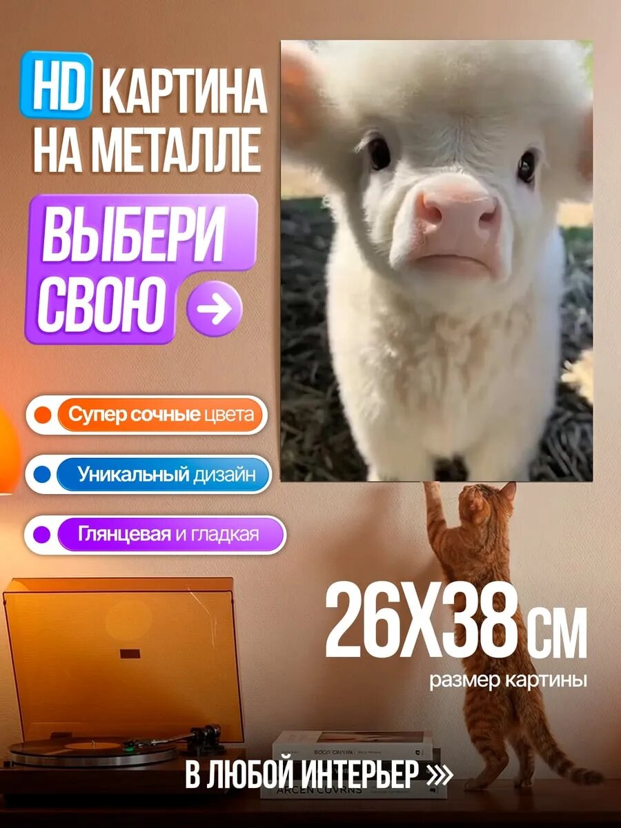 Картина на HD металле Белый бычок