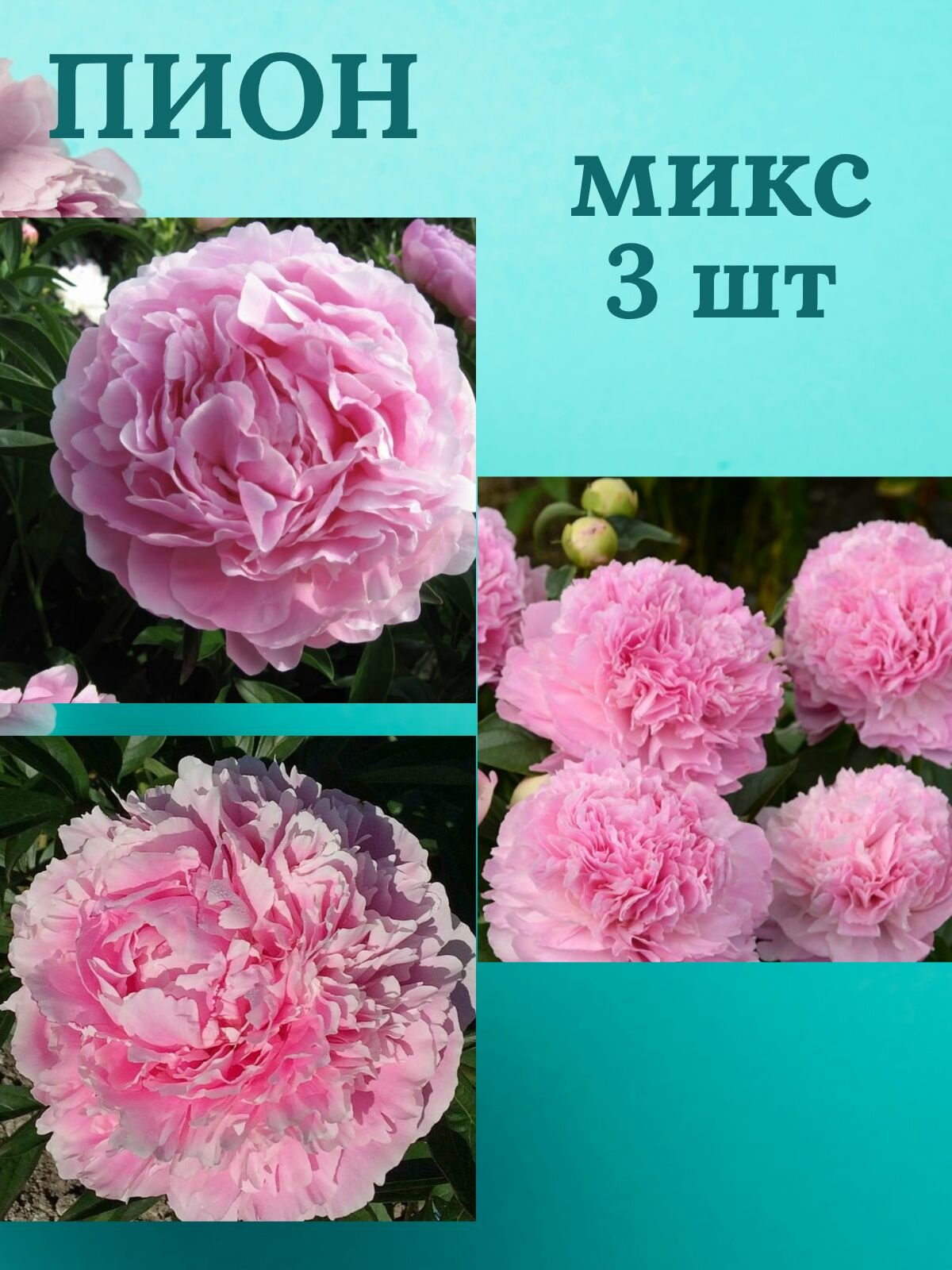Пионы многолетние цветы Микс из 3 штук