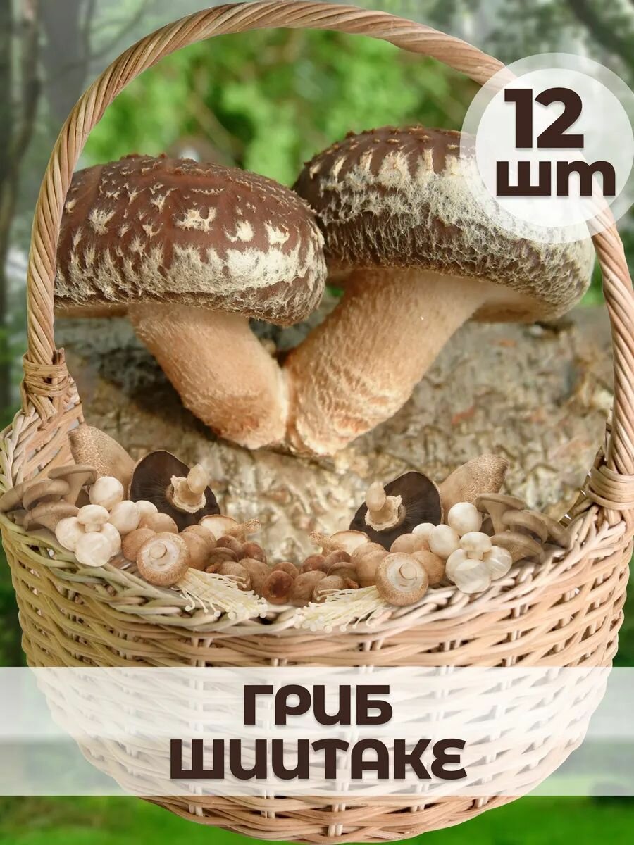 Мицелий грибов 