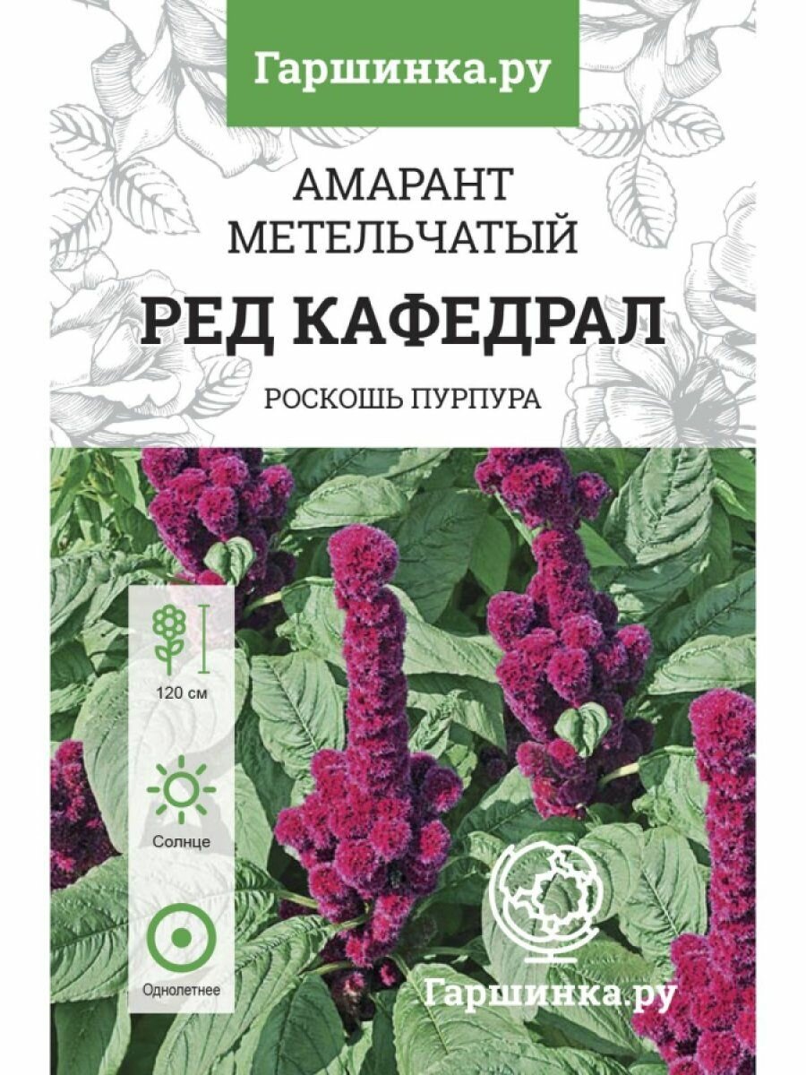 Семена Амарант Ред Кафедрал