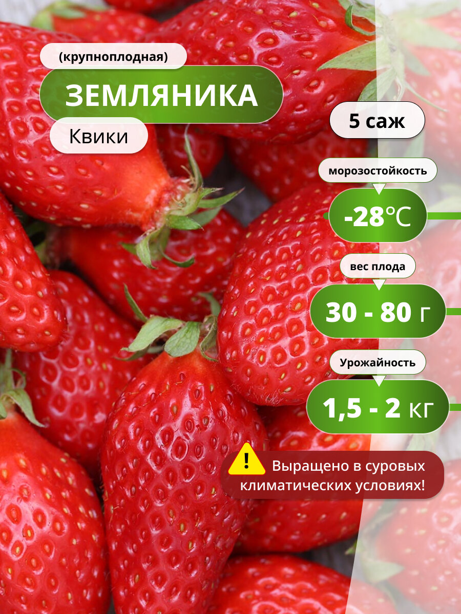 Клубника крупноплодная Квики 5 саженцев суперраннее созревание