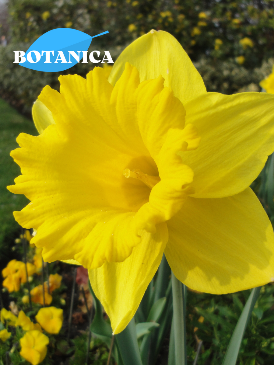 Луковицы цветов botanica garden Нарцисс Голд Медал (3 штуки)
