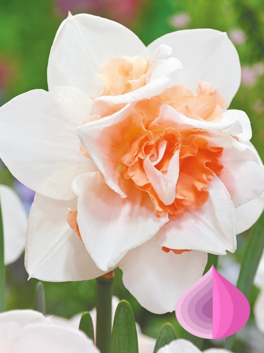 Луковицы цветов  bulbs servise Нарцисс Реплит  махровый  бело-коралловый ( 5 штук )