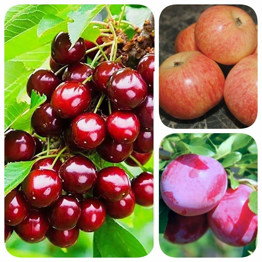 Набор из 3-х саженцев черешни колоновидной яблони алычи 